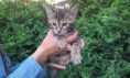 /album/we-still-have-2-available-kittens-visit-us-n-reserve-now-/alpha-5-jpg1/